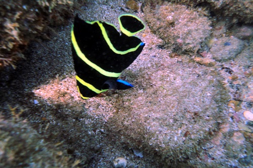Mergulho na Praia de Búzios
